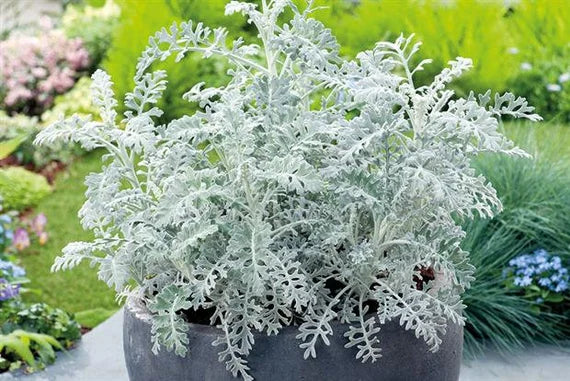 Dusty Miller Silver Dust Seeds for Planting - 100 pcs