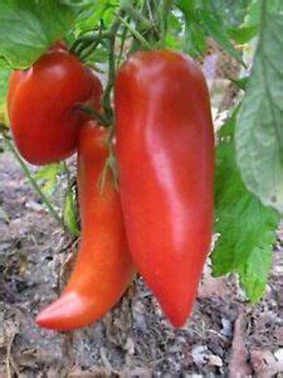 Opalka Tomato Seeds for Planting – Heirloom, Non-GMO, High Germination Organic Vegetable Garden Seeds