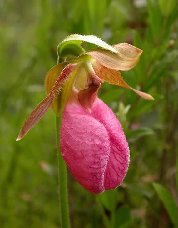 Pink Lady's Slipper Orkidé Blomsterfrø til udplantning 100 stk