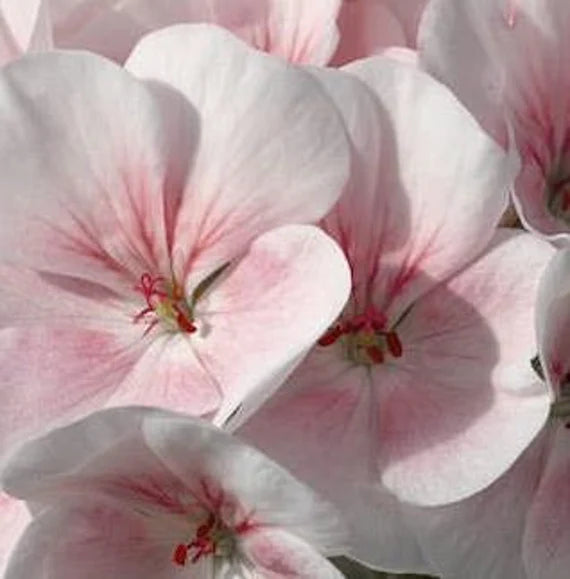 Fresh Geranium Flower Seeds for Planting, Light Pink 100 pcs