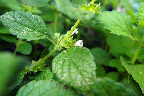 Grøn Mentha Spicata (Spearmint) Urteplantefrø til have og smag 100 stk.