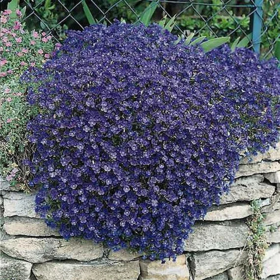 Dark Blue Aubrieta Flower Seeds for Planting - 100 pcs