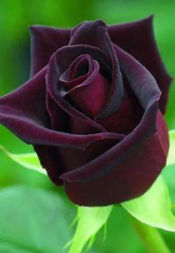 red deep flower seeds