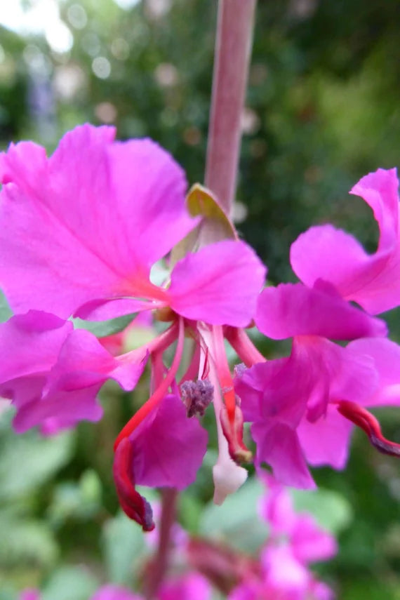 Purple Elegant Clarkia Flower Seeds for Planting - 100 pcs