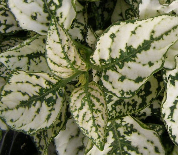 White Green Hypoestes Polka Plant Seeds for Planting - 100 pcs