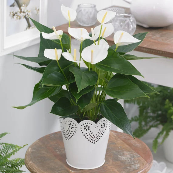 Anthurium hvide blomsterfrø til plantning 100 stk