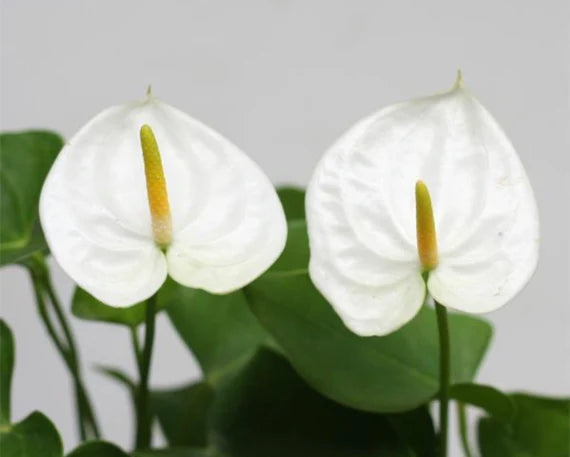 Anthurium White Flower Seeds for Planting 100 pcs