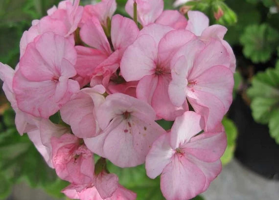 Fresh Geranium Flower Seeds for Planting, Light Pink 100 pcs