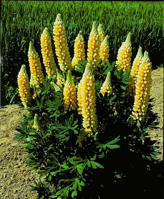 Yellow Lupine Flower Seeds for Planting – Heirloom and Non-GMO Garden Seeds, Beautiful Blooms