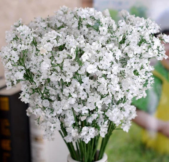gypsophila paniculata flower seeds