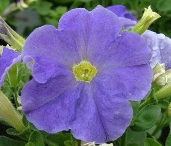 Petunia Flower Seeds for Planting Sky Blue 100 pcs