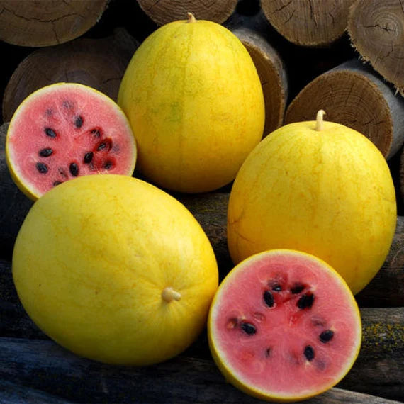 Golden Midget Watermelon Fruit Seeds for Planting- Grow Your Own Refreshing Watermelon Variety  100 pcs