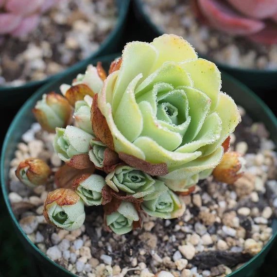 Greenovia Blomsterfrø til Plantning Lysegul 100 stk