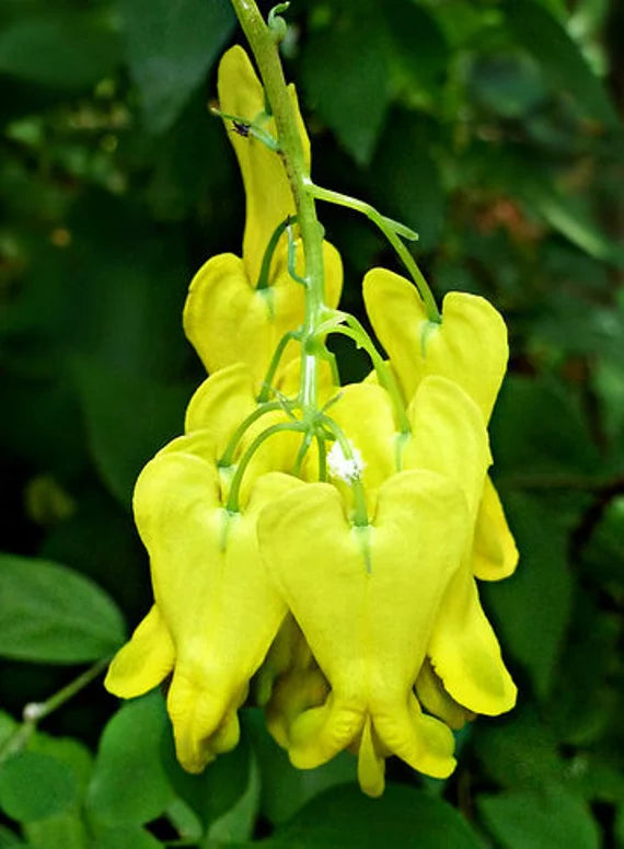 Heart Flower Seeds for Planting - Dark Yellow 100 pcs