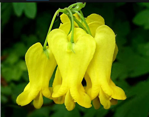 Heart Flower Seeds for Planting - Dark Yellow 100 pcs