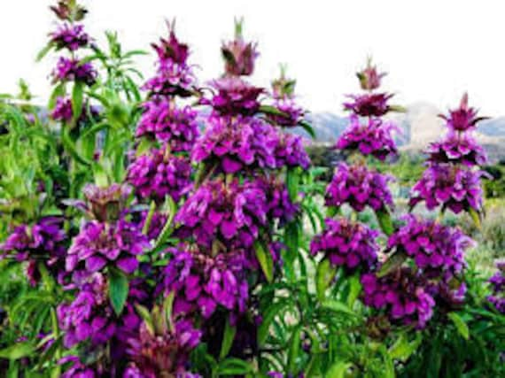 Purple Bergamot Flower Seeds for Planting - 100 pcs