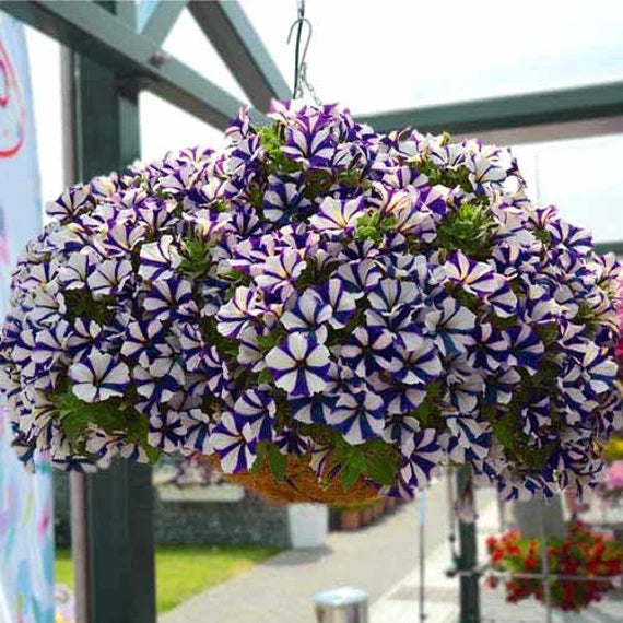 Petunia Blomsterfrø til Plantning Blå Hvid 100 stk