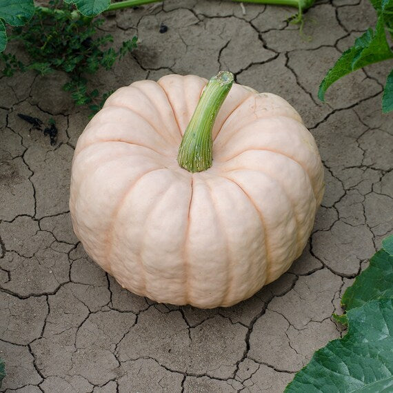 Pink Pumpkin Porcelain Vegetable Seeds for Planting – Heirloom, Non-GMO, Organic Garden Seeds with High Germination