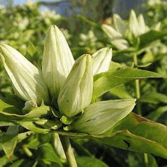 Creme Gentiana Blomsterfrø til udplantning, 100 stk