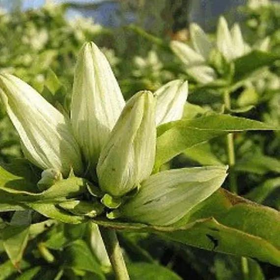 cream gentiana flower seeds