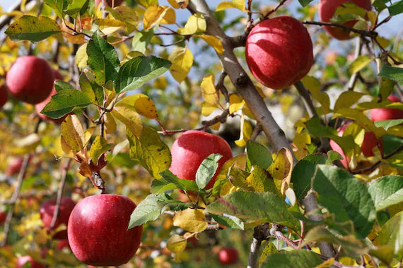 Japanese Fuji Apple Fruit Seeds for Planting - Growing Crisp, Sweet Apples in Your Garden