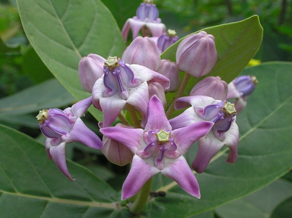 Purple Calotropis Gigantea Plant Seeds for Planting - 100 pcs