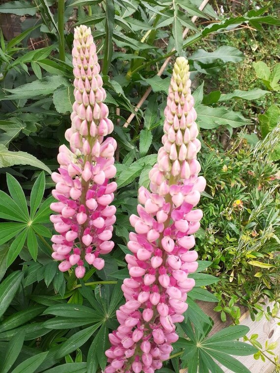 Flerårige blomsterfrø til udplantning - Pink 100 stk