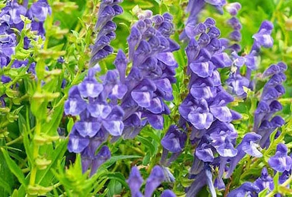 Chinese Skullcap Flower Seeds for Planting, 100 pcs