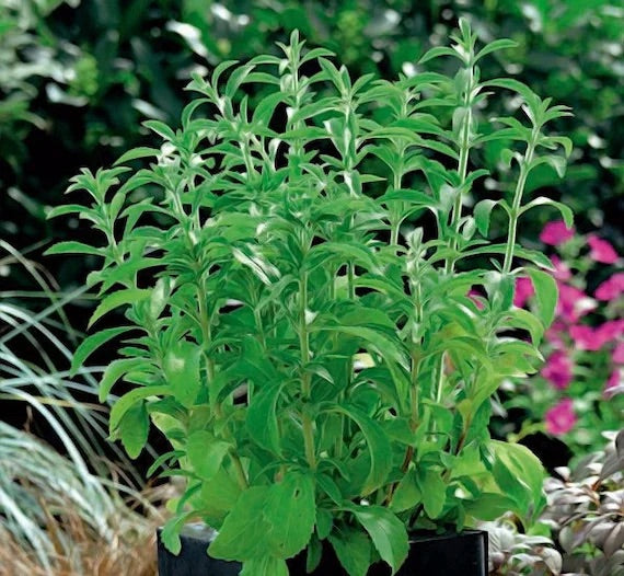Stevia rebaudiana Seeds for Planting – Natural Sweet Herb, Heirloom & Non-GMO Seeds for Sugar-Free Gardens