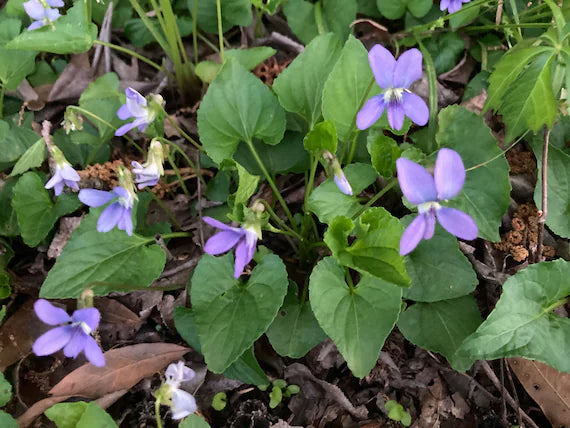 Blåviolette blomsterfrø til udplantning, 100 stk