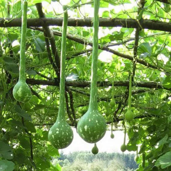 Dipper Bottle Gourd Seeds for Planting - 100 pcs