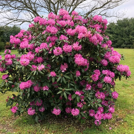 Catawba Rhododendron Flower Seeds for Planting 100 pcs