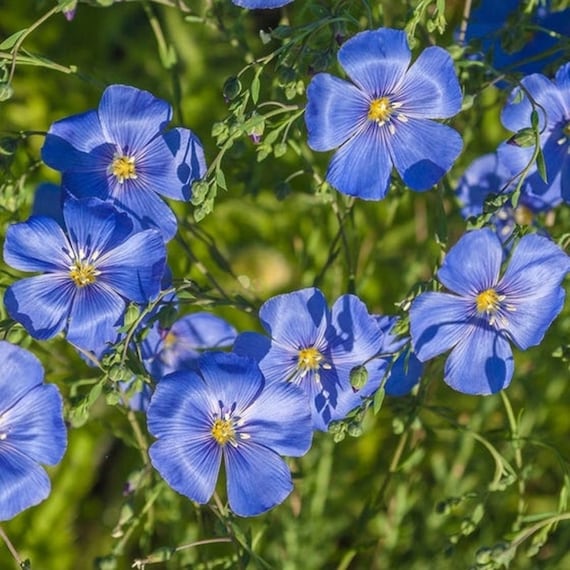 Blå Linum Lewisii Blomsterfrø til udplantning - 100 stk