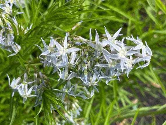 Amsonia Hubrichtii Bluestar Flower Seeds for Planting 100 pcs