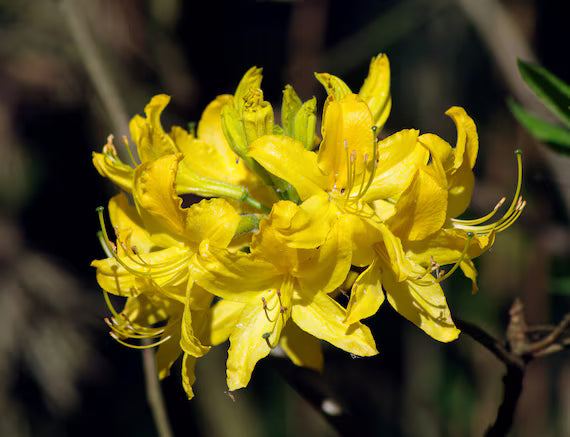Heirloom Yellow Azalea Rhododendron Flower Seeds for Planting –  Non-GMO Garden Seeds