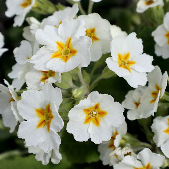 White Yellow Primula Malacoides Flower Seeds - 100 pcs