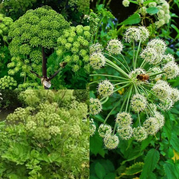 Angelica (Angelica archangelica) Seeds for Planting – Heirloom, Non-GMO Medicinal Herb Seeds for Aromatic & Healing Gardens