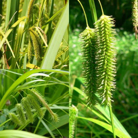 Carex Pendula Seeds for Planting – Elegant Drooping Sedge Grass, Perennial Ornamental Seeds for Shade Gardens