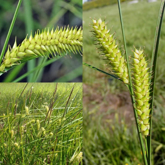 Carex Pendula Seeds for Planting – Elegant Drooping Sedge Grass, Perennial Ornamental Seeds for Shade Gardens
