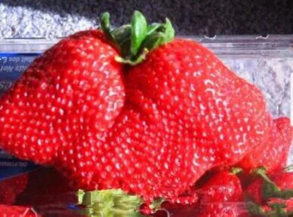 Giant Strawberry Fruit Seeds for Growing Massive Berries Heirloom & non GMO seeds