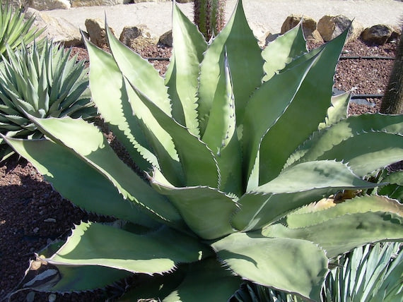 Grøn Agave Ferox Plantefrø til udplantning - 100 stk