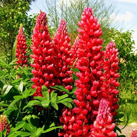 Red Lupin Plant Seeds for Planting - 100 pcs