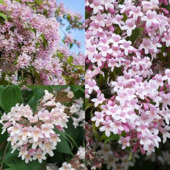 Pink Linnaea Amabilis Blomsterfrø til udplantning - 100 stk