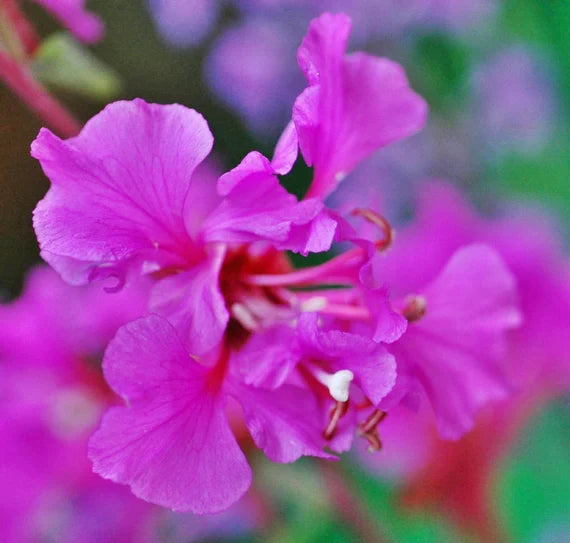 Lilla Elegant Clarkia blomsterfrø til plantning - 100 stk