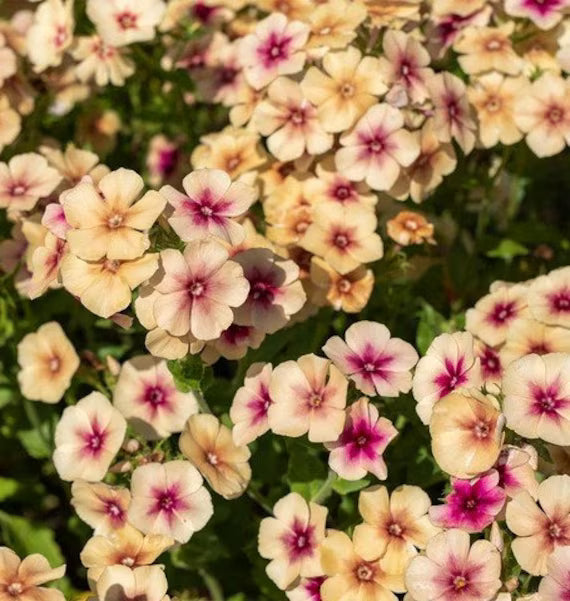 Phlox Cherry Caramel Flower Seeds for Planting – Heirloom Non-GMO Organic Garden Seeds with High Germination for Colorful Blooms