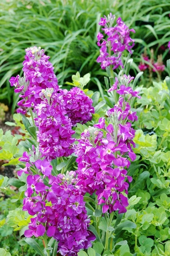 Purple Matthiola Incana Flower Seeds - 100 pcs