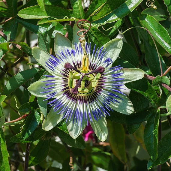 Friske passionsblomstfrø til udplantning, blå 100 stk