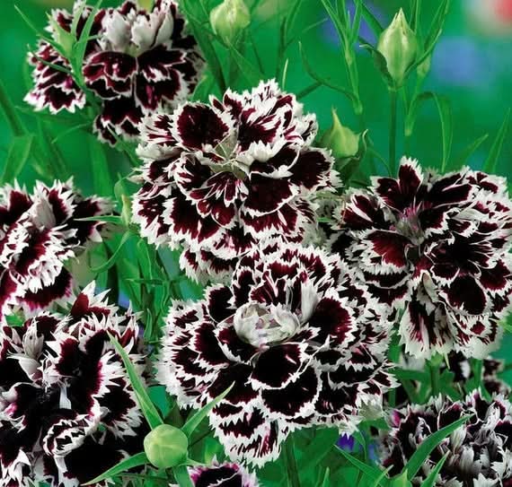 heirloom non flower seeds