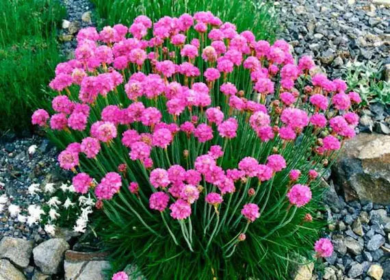 Armeria Maritima (Sea Thrift) Flower Seeds for Planting – Heirloom, Non-GMO, High Germination Seeds for Rock Gardens & Borders