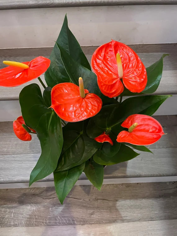 Anthurium Flower Seeds for Planting Light Red 100 pcs